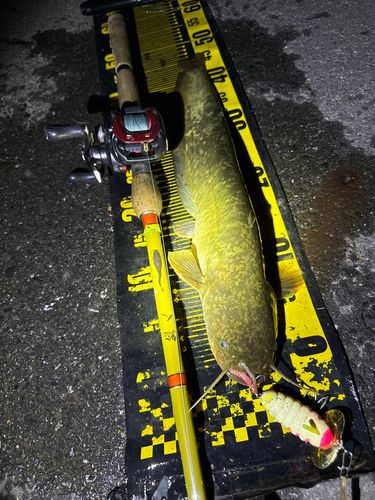 ナマズの釣果