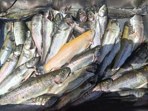ニジマスの釣果