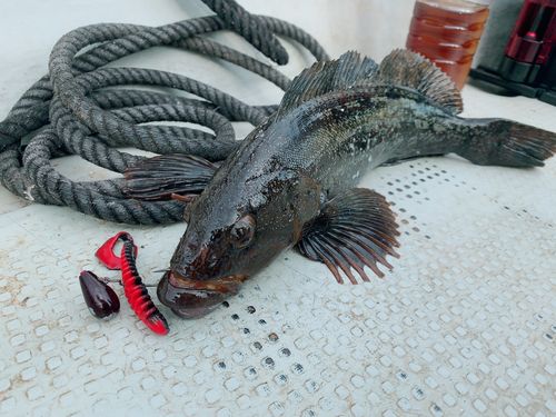 アイナメの釣果