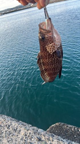 キジハタの釣果
