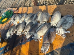 シリヤケイカの釣果