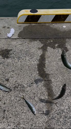 サバの釣果