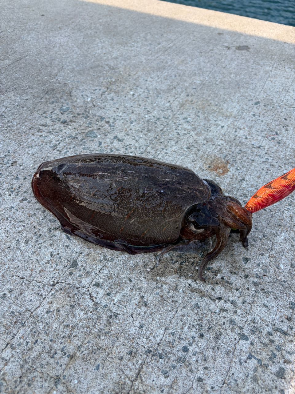 モンゴウイカの釣果写真