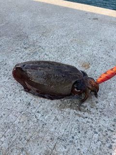 モンゴウイカの釣果