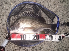 キビレの釣果