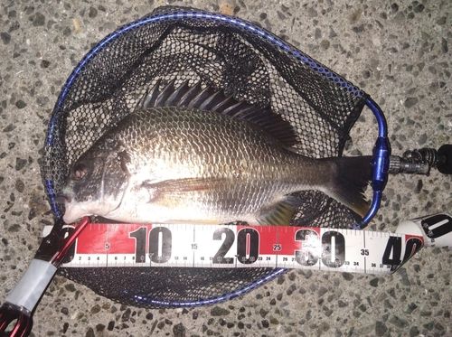 キビレの釣果