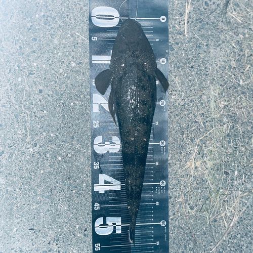 コチの釣果