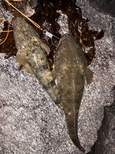 マゴチの釣果