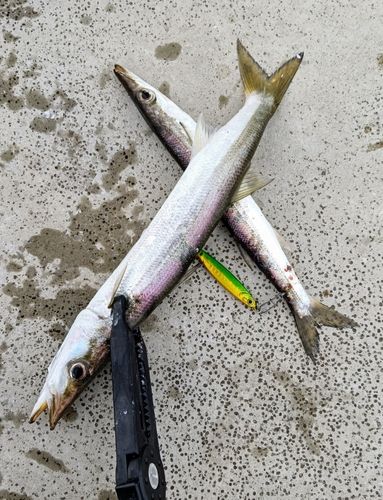 キジハタの釣果