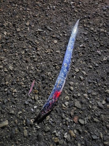 タチウオの釣果