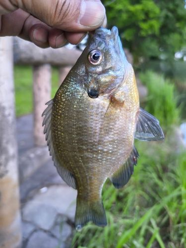ブルーギルの釣果