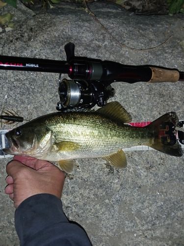 ラージマウスバスの釣果
