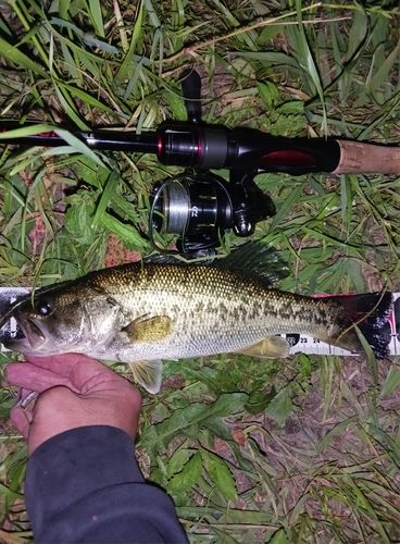 ラージマウスバスの釣果