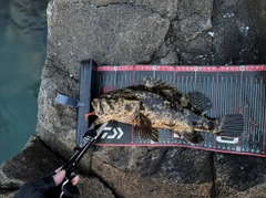 タケノコメバルの釣果