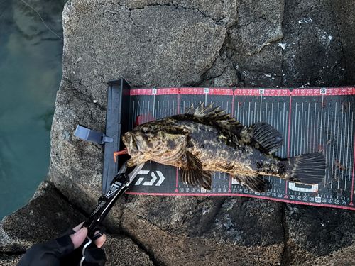 タケノコメバルの釣果