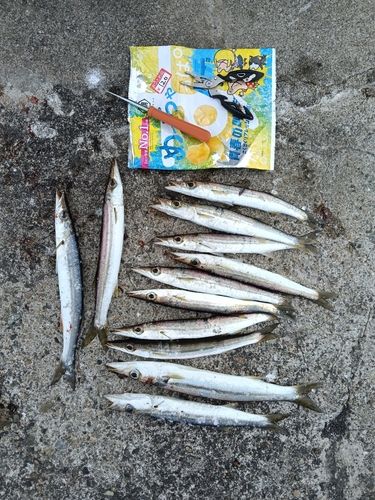 カマスの釣果