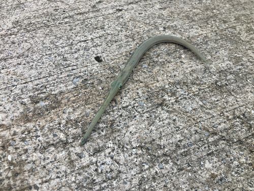 アオヤガラの釣果