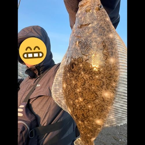 ソゲの釣果