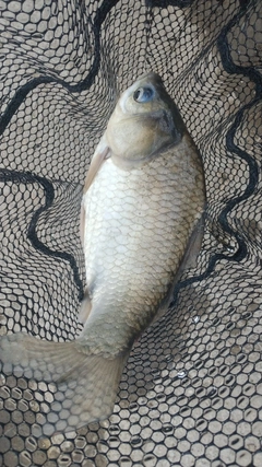 ヘラブナの釣果