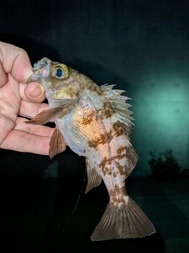 メバルの釣果