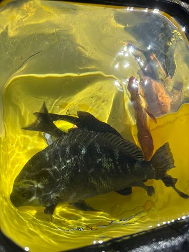 メジナの釣果