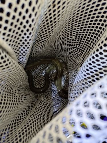 ニホンウナギの釣果