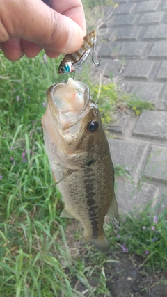 ラージマウスバスの釣果