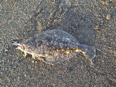 ヒラメの釣果