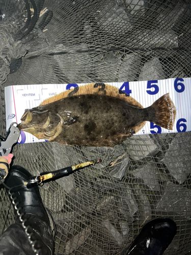 ヒラメの釣果