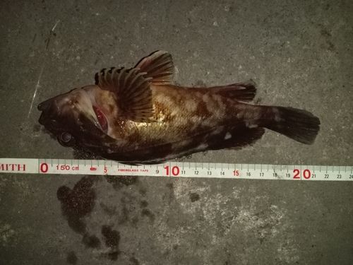 カサゴの釣果