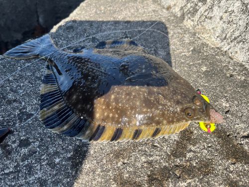 ヌマガレイの釣果