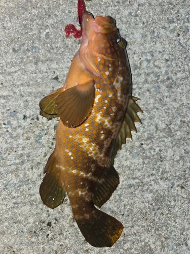 キジハタの釣果