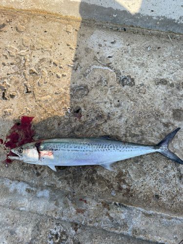 サゴシの釣果