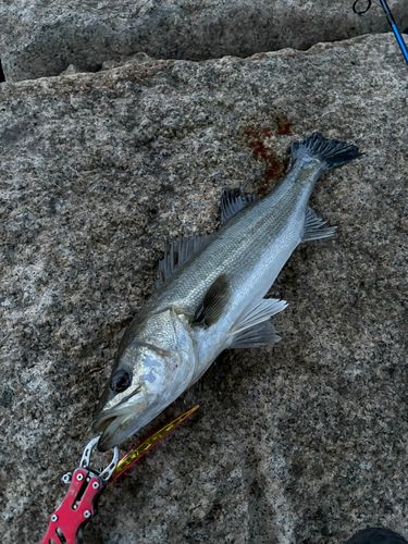 スズキの釣果