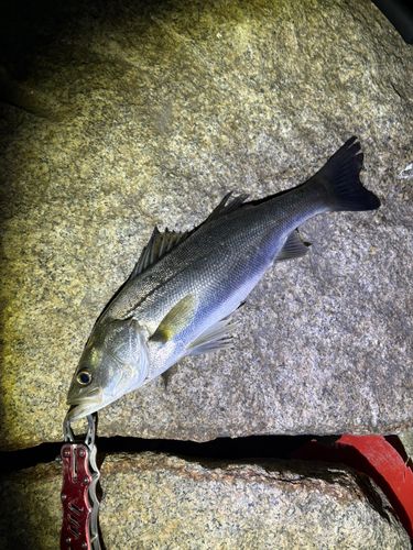 スズキの釣果