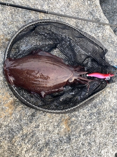 モンゴウイカの釣果
