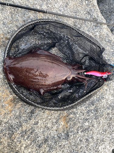 モンゴウイカの釣果