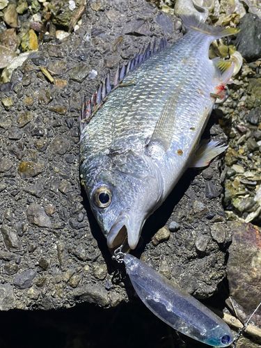 キビレの釣果