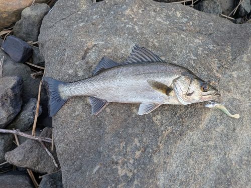 スズキの釣果