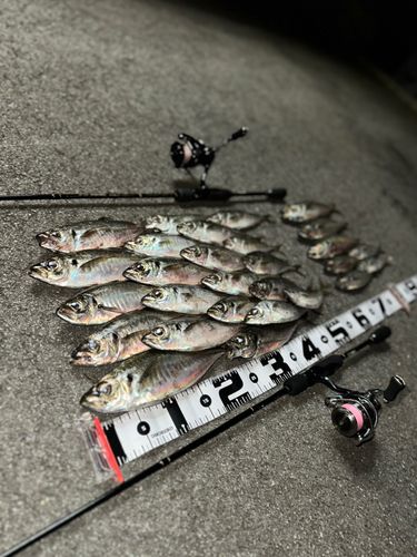 アジの釣果