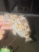 クロソイの釣果