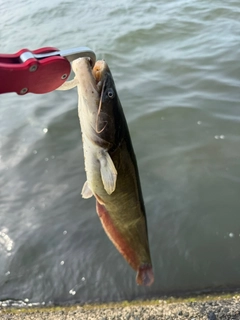 ナマズの釣果