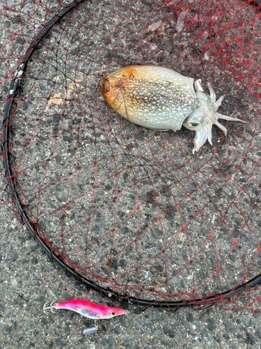 コウイカの釣果