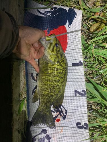 スモールマウスバスの釣果