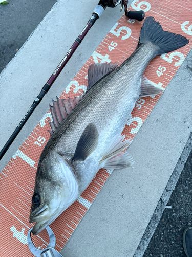 フッコ（マルスズキ）の釣果