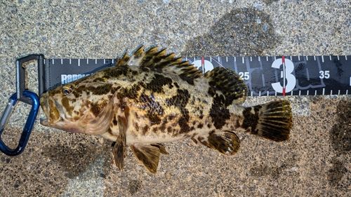 タケノコメバルの釣果