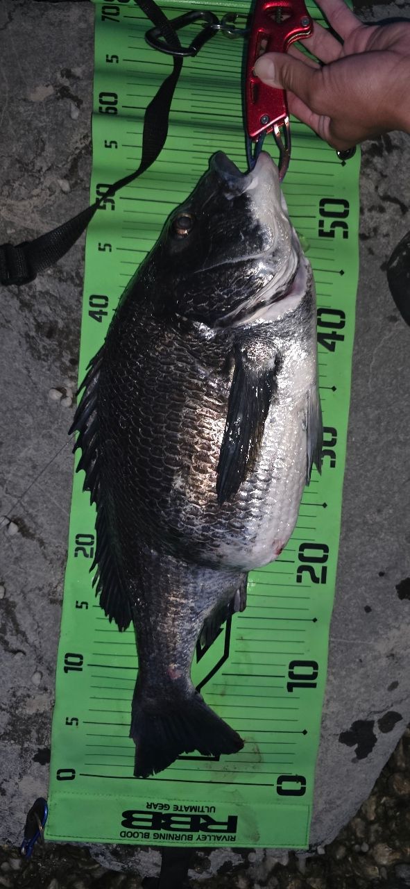 チヌの釣果写真