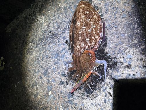 タイの釣果