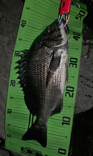 チヌの釣果