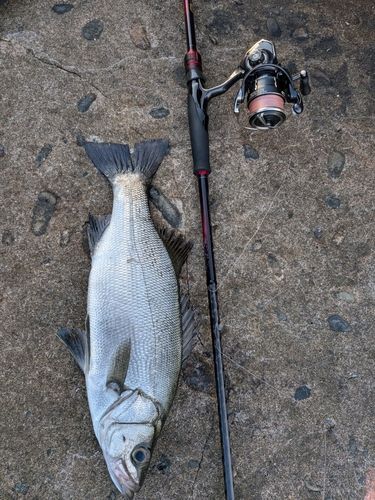 ヒラスズキの釣果